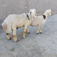 بره قوچ دوساله بختیاری اصل درجه یک