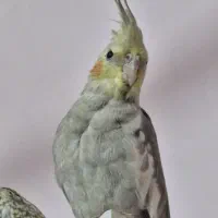 عروس هلندی ماده