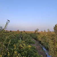 باغ-انگور-بارده-11000-متری-با-سهمیه-آب