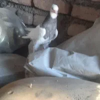 کفتر طوقی‌