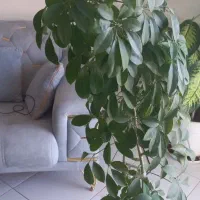 گل شلفرا|گل و گیاه طبیعی|تهران, گرگان|دیوار