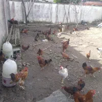 خروس محلی ۱ ساله|حیوانات مزرعه|چابکسر, |دیوار