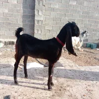 کهره ماده کاموری اصل