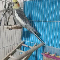 یک جفت عروس هلندی|پرنده|مشهد, شهید معقول|دیوار