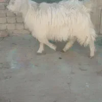 2عدد بزغاله|حیوانات مزرعه|بناب, |دیوار