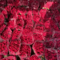 گل رز گل عروس  دیزاین