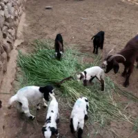 فروش 4عدد بز زایده