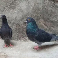 جفت مشکی جوان ، سالم و زیبا