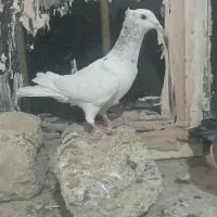 دوجفت کفتر