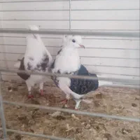 فروش ۵جفت نروماده|پرنده|آران و بیدگل, |دیوار