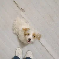 اجتماعی،حیوانات،گمشده