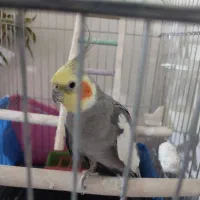 طوطی های زرنگ|پرنده|اقبالیه, |دیوار