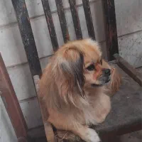 سگپامر اشپیزوپکینیز