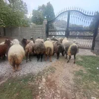 میش آبستن و زاییده
