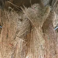 جارو شهرداری