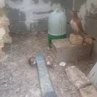یه جفت شهری‌ گلدار با جوجه فروشی