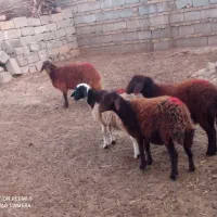 بره ماده چهار عدد قرمز لخت وپلنگی دامازلق