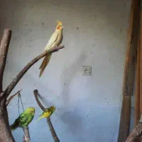 عروس هلندی نر لوتینو