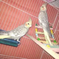 عروس هلندی