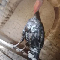 بوقلمون بومی نروماده