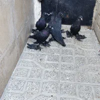 کبوتر قره آغ گوز آغ دمدیح