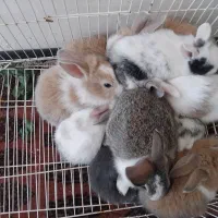 خرگوش