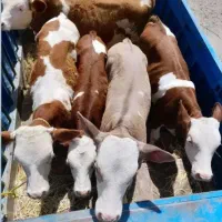 خریدو فروش گوساله