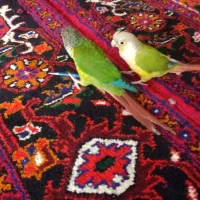 گیرینچیک دستی سخنگو