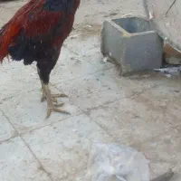 خروس لاری|حیوانات مزرعه|خمینیشهر, |دیوار