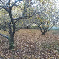 باغ|فروش دفتر صنعتی، کشاورزی، تجاری|خرم‌آباد, |دیوار