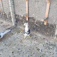 پرنده کفتر|پرنده|مشهد, کشف|دیوار