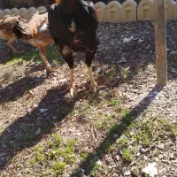 لاری درجه یک