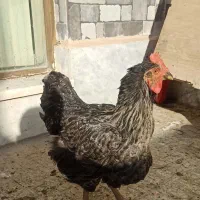 مرغ سالم و بومی