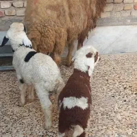 بره|حیوانات مزرعه|اهواز, سیاحی(سه راه خرمشهر)|دیوار