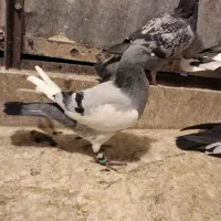 کفتر کبوتر یهودی