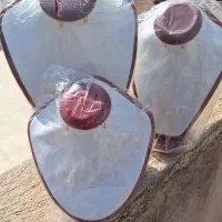 استند