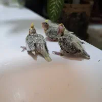 جوجه عروس هلندی