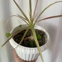 گل طبیعی خانگی|گل و گیاه طبیعی|ارومیه, |دیوار