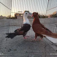 کله سفید ..دم سفید|پرنده|سبزوار, عظیمیان|دیوار