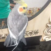 عروس دستی نر معاوضه با نر وحشی برای جفت|پرنده|شریفآباد, |دیوار