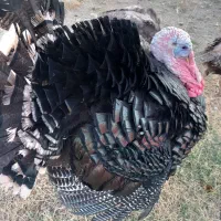 فروش‌ بوقلمون برنز نر ۶ ماهه‌ وزن ۶ تا ۸ کیلو