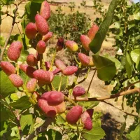 باغ-پسته