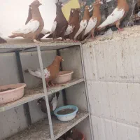 کبوتر سینه ای