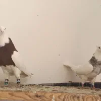 کفتر|پرنده|مشکیندشت, |دیوار