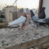 کبوتر ترکیه ای بازیکن صداکت دار|پرنده|اصفهان, باغ فدک|دیوار