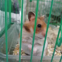 دو عدد همستر