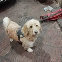 سگ پیدا شده