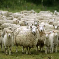پخش دام زنده درجه یک