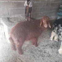 بره ی عربی نر