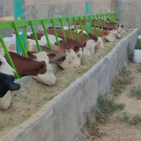 فروش ویژه گوساله سیمینتال ارسال به کل کشور داریم|حیوانات مزرعه|بندر ترکمن, |دیوار